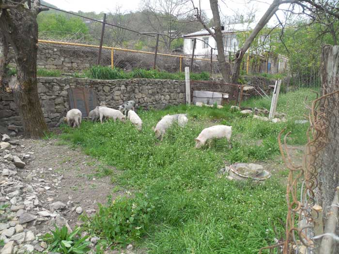 Agribusiness on the Border 6: Tigran S. Family