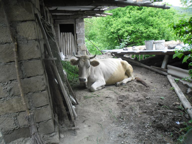 Ariak and his family received a cow, 100 chickens, 5 turkeys, and 2 baby pigs per their request.