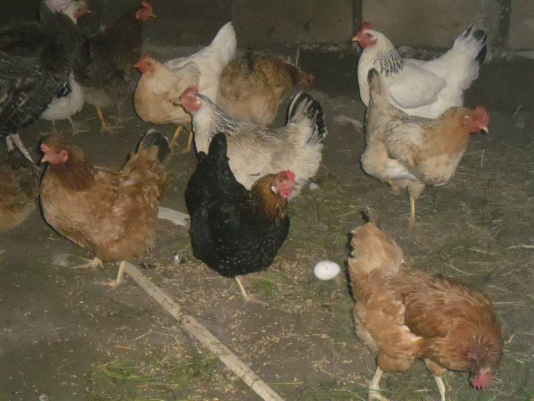 First egg laid by one of Araik's chickens.