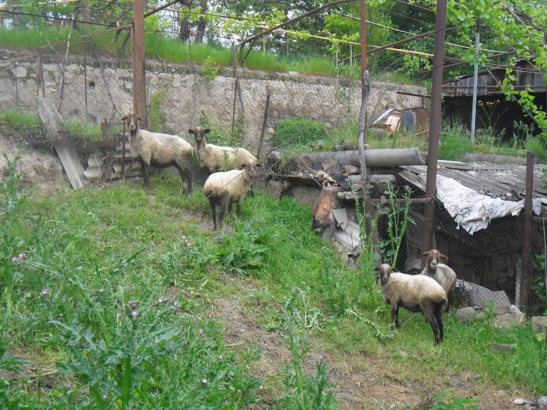 Original five sheep given to Razmik and his family for their agribusiness.