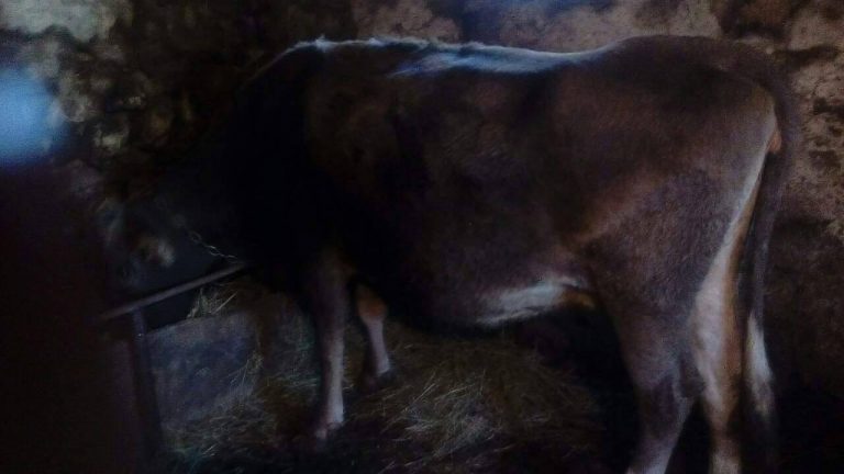 Alik received his cow in mid-December following the completed renovations on his barn.