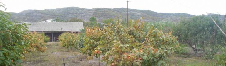 Agribusiness on the Border 18: Sedrak A. Family