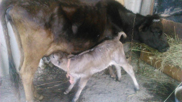 Marat's new cow and calf.