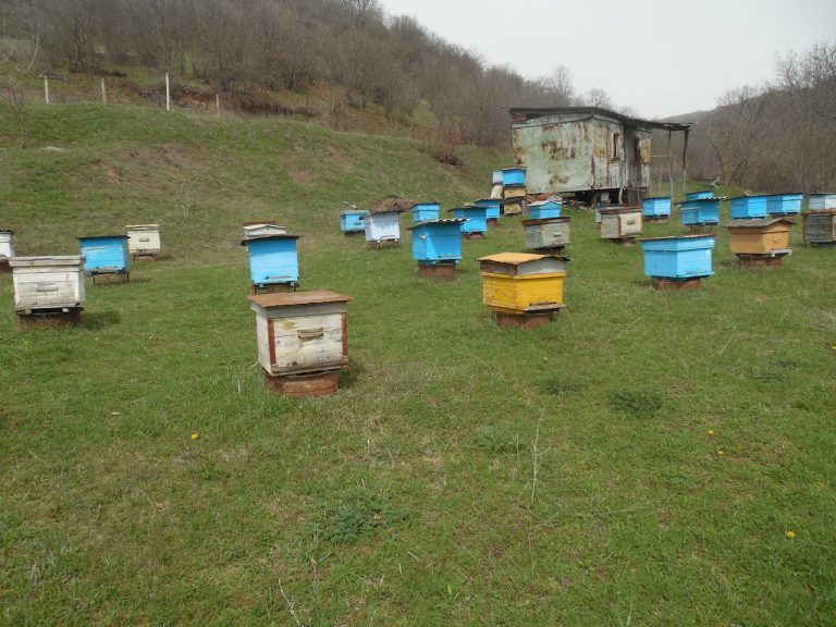 Marat's new beehives.