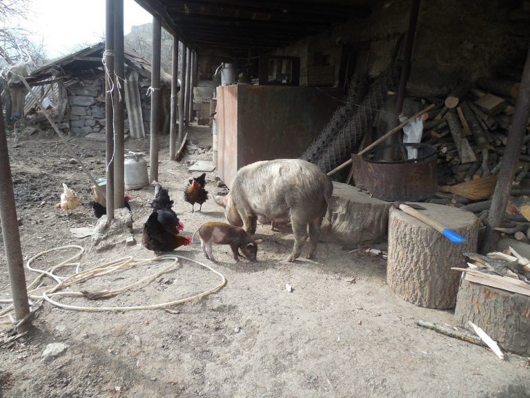 Hovannes' animals getting acquainted with their new surroundings.
