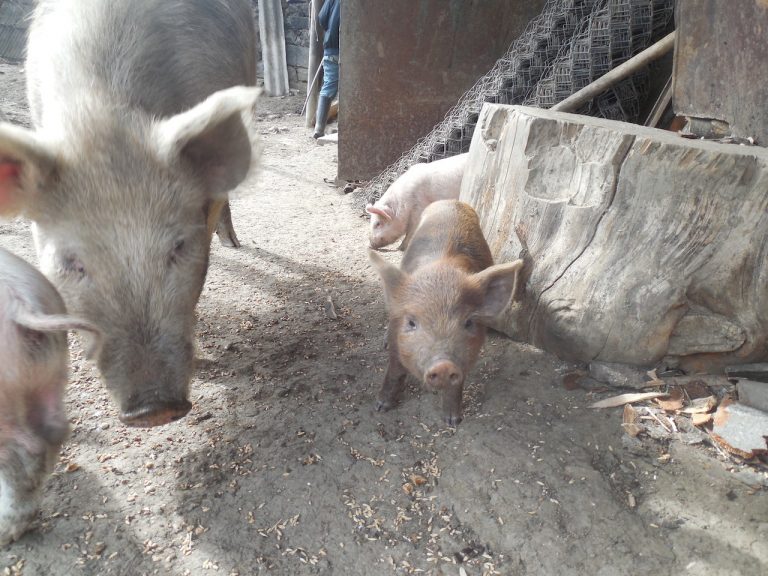 Hovannes' pigs are very photogenic.