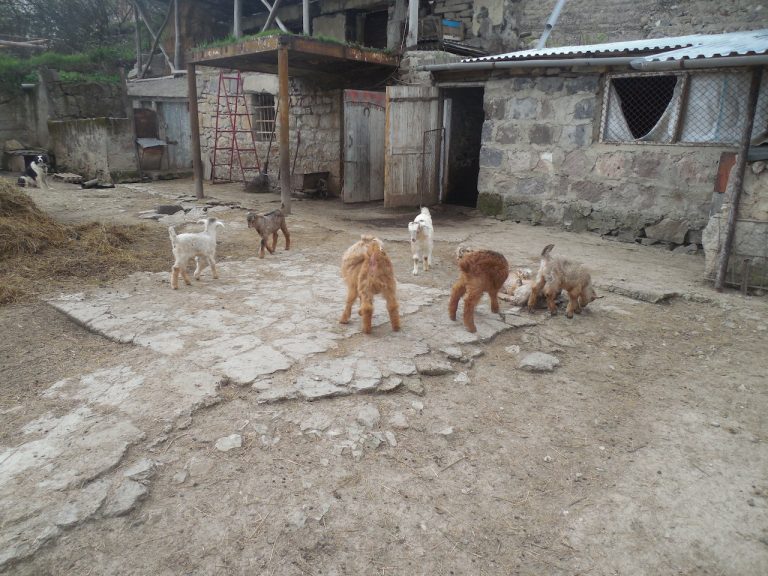 Gevorg's lambs and goats get to know one another!
