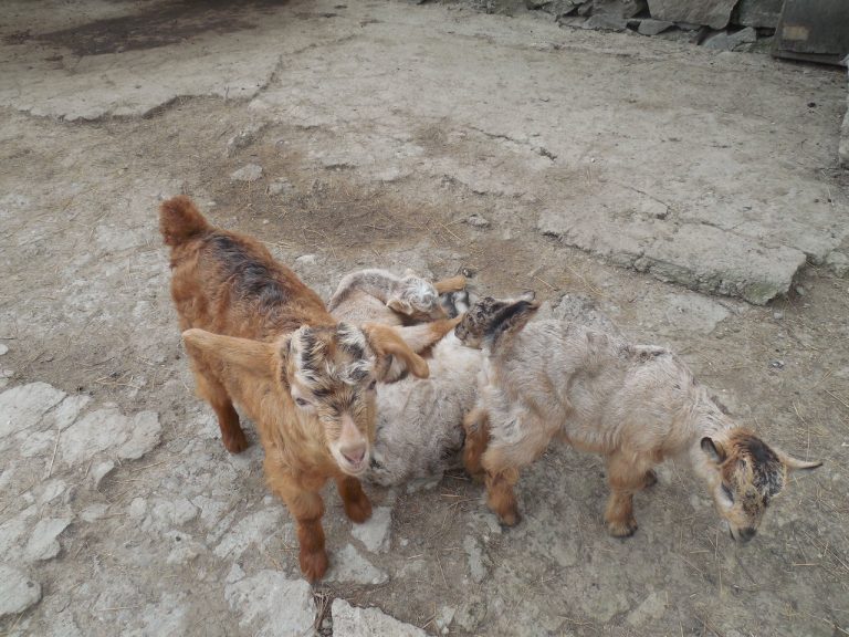 Gevorg's new lambs as part of his agribusiness support.