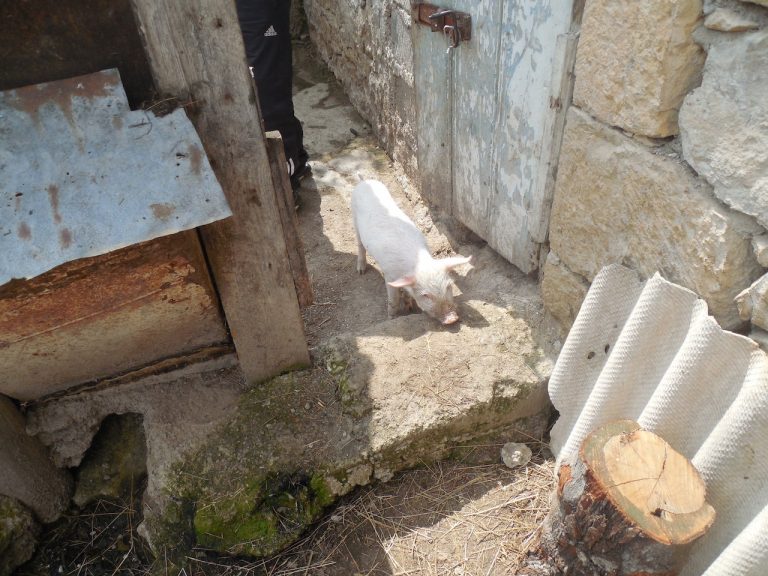 Gevorg's new pig.
