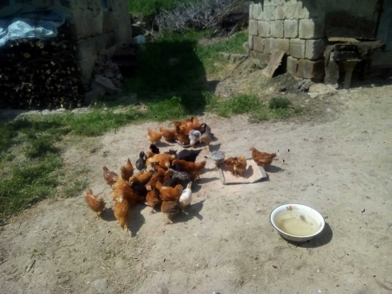Zvart's chickens,  part of her agribusiness request.