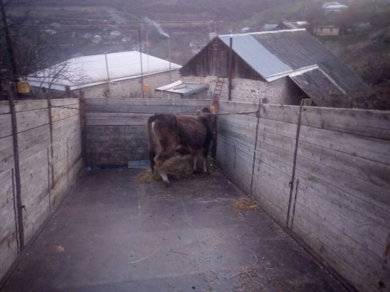 Zvart's new calf being delivered to their border home.