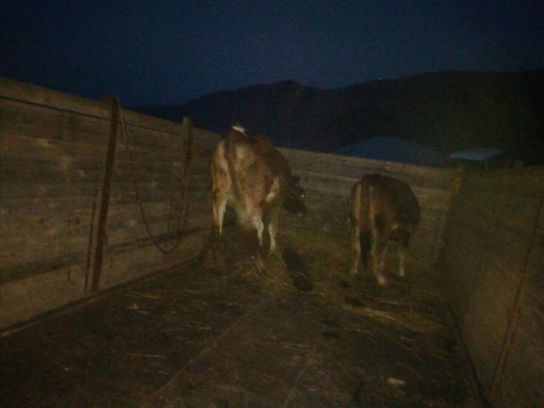 Zvart's new cows being delivered to their home as part of their agribusiness.