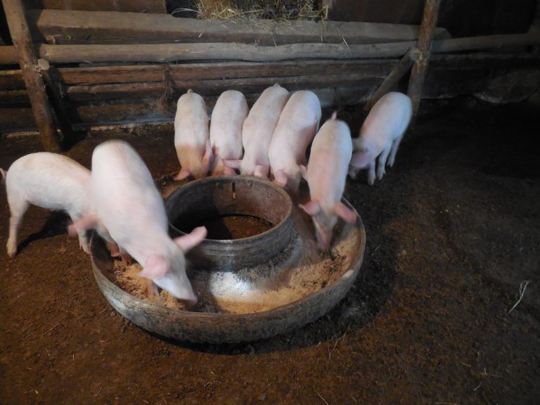 Tatul's new pigs.