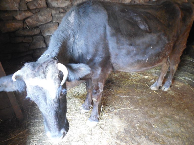 Sasoon selected two young cows for his agribusiness support.