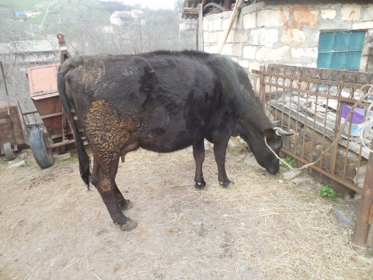 One of Sasoon's two new cows.