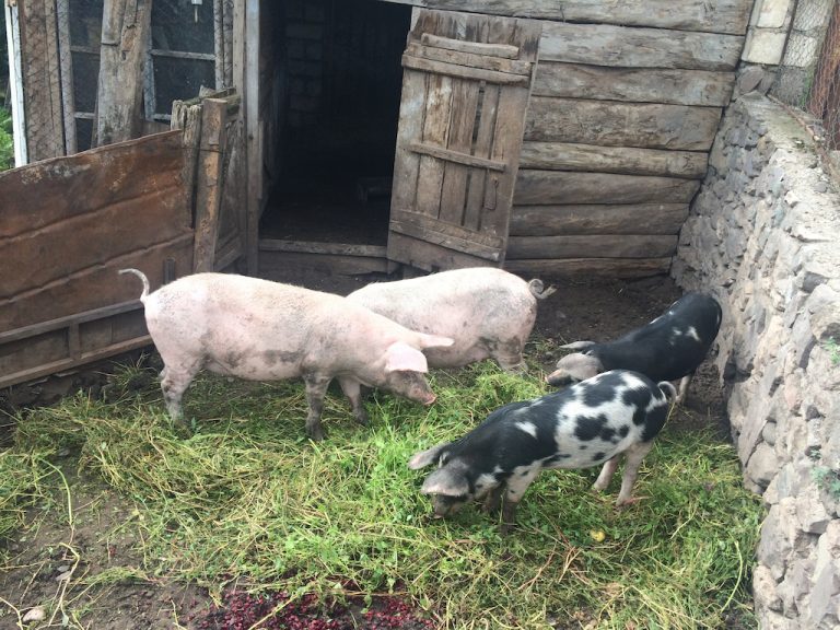 Ararat's new pigs.