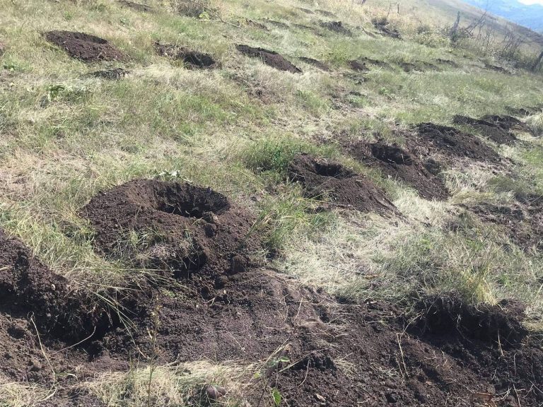 800+ holes were dug in preparation of planting the saplings.