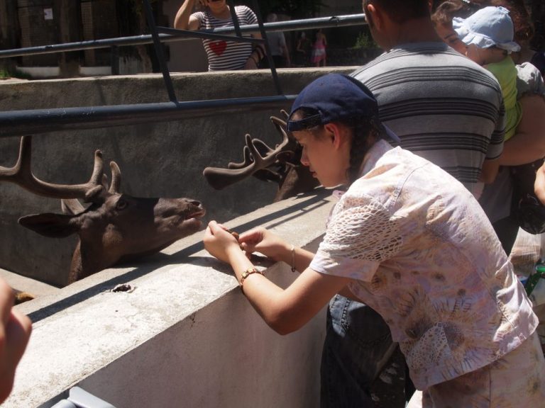 Feeding the animals.