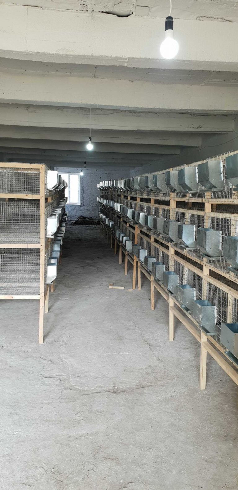 Cages have been built along with the watering and feed system.
