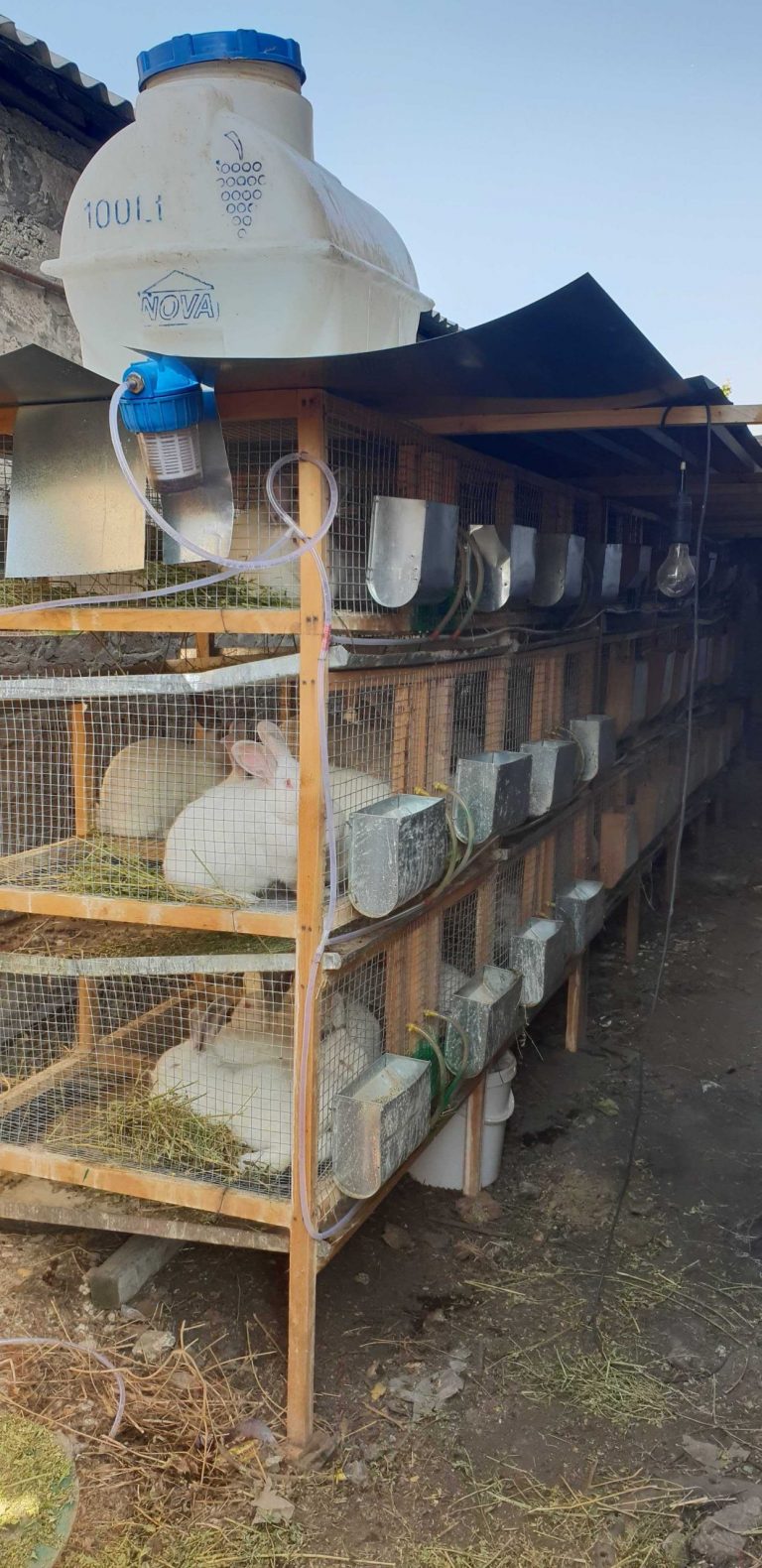 The rabbit farm is in full production.