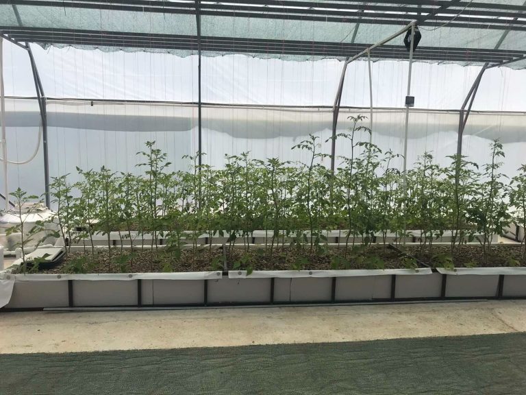Ponics Farming on the Border